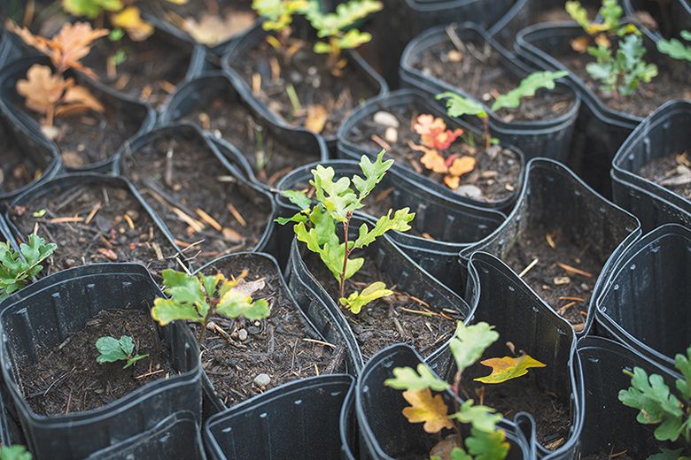 Small Oregon white oak saplings grown from collected acorns. ## Photo by Rachel Thompson