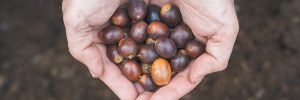 Person holding a handful of acorns. ## Photo by Rachel Thompson