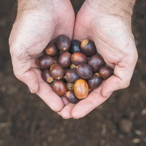 Person holding a handful of acorns. ## Photo by Rachel Thompson