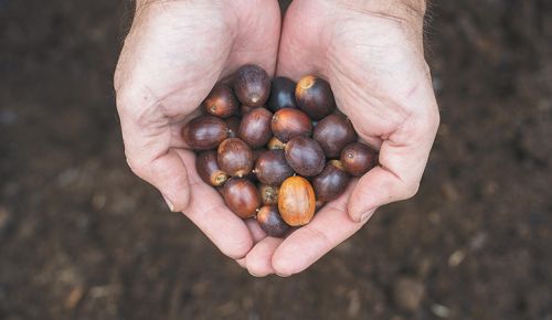 Person holding a handful of acorns. ## Photo by Rachel Thompson