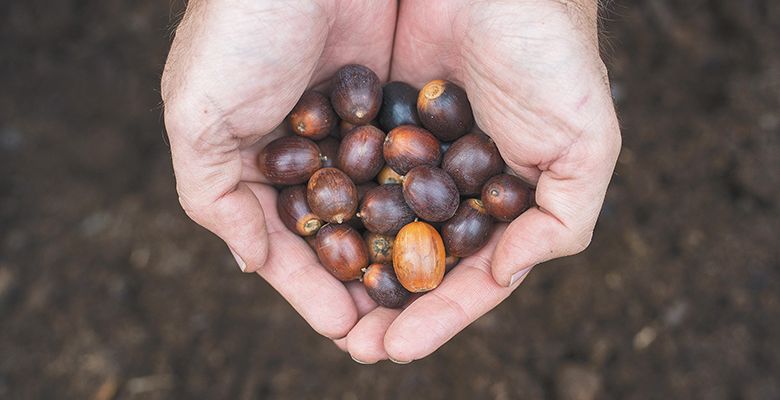Person holding a handful of acorns. ## Photo by Rachel Thompson