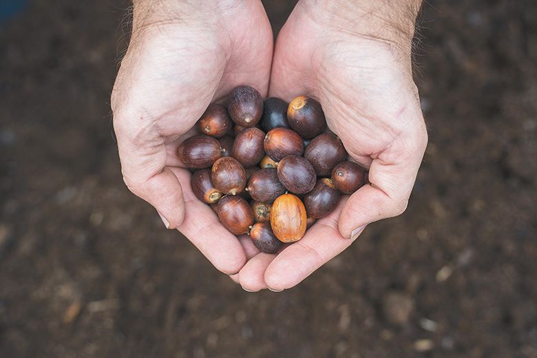 Person holding a handful of acorns. ## Photo by Rachel Thompson