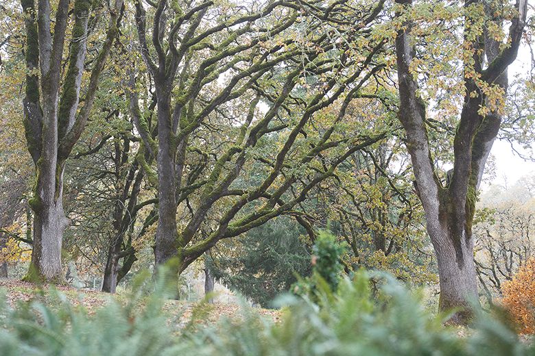 A grove of Oregon white oak trees at Left Coast Estate. ## Photo by Rachel Thompson