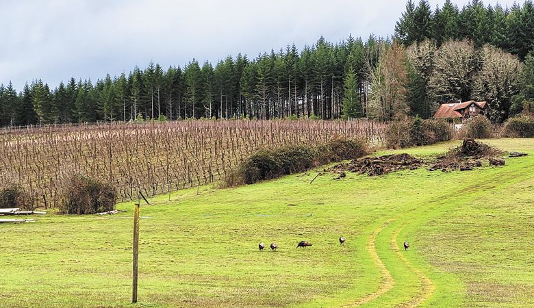 RainSong Vineyard, Cheshire. ##Photo by MIchael Alberty