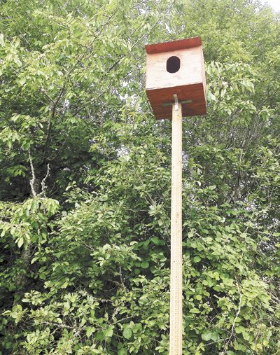 Raptor Ridge has created owl boxes, giving the birds a place to roost and contribute to the vineyard s overall ecological balance.