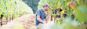 Tekstura Wine Co. owner Michael Baryla sampling fruit in his Redford-Wetle Vineyard, first planted by wine pioneer Myron Redford. ##Photo Courtesy of TEKSTURA WINE CO.