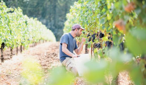 Tekstura Wine Co. owner Michael Baryla sampling fruit in his Redford-Wetle Vineyard, first planted by wine pioneer Myron Redford. ##Photo Courtesy of TEKSTURA WINE CO.