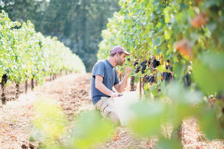 Tekstura Wine Co. owner Michael Baryla sampling fruit in his Redford-Wetle Vineyard, first planted by wine pioneer Myron Redford. ##Photo Courtesy of TEKSTURA WINE CO.