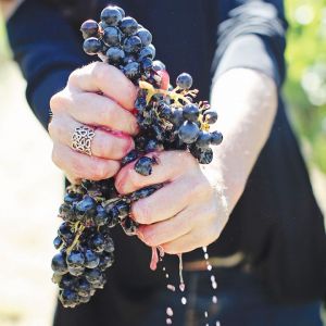 Rachael Martin, Red Lily Vineyards’ founder, owner and winemaker, squeezing a bunch of Tempranillo grapes. ## Photo provided by Red Lily Vineyards