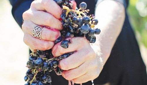 Rachael Martin, Red Lily Vineyards’ founder, owner and winemaker, squeezing a bunch of Tempranillo grapes. ## Photo provided by Red Lily Vineyards