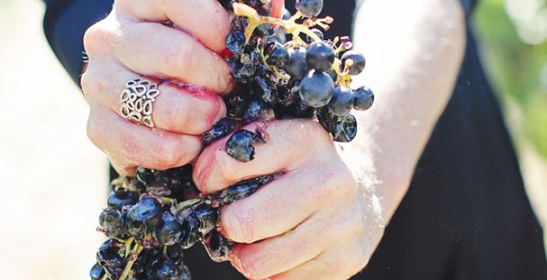 Rachael Martin, Red Lily Vineyards’ founder, owner and winemaker, squeezing a bunch of Tempranillo grapes. ## Photo provided by Red Lily Vineyards