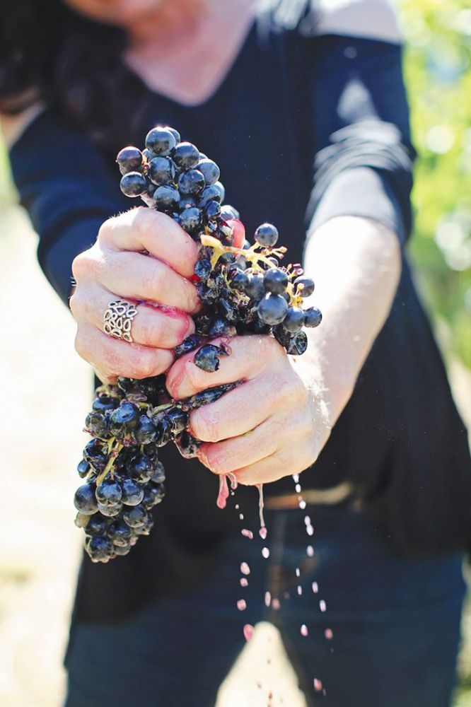 Rachael Martin, Red Lily Vineyards’ founder, owner and winemaker, squeezing a bunch of Tempranillo grapes. ## Photo provided by Red Lily Vineyards