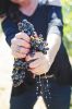 Rachael Martin, Red Lily Vineyards’ founder, owner and winemaker, squeezing a bunch of Tempranillo grapes. ## Photo provided by Red Lily Vineyards