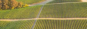 Ridgecrest Vineyards was the first commercial vineyard planted on Ribbon Ridge. ## Photo provided by Ridgecrest