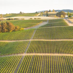 Ridgecrest Vineyards was the first commercial vineyard planted on Ribbon Ridge. ## Photo provided by Ridgecrest