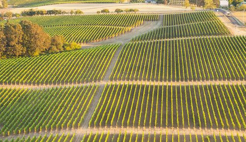 Ridgecrest Vineyards was the first commercial vineyard planted on Ribbon Ridge. ## Photo provided by Ridgecrest