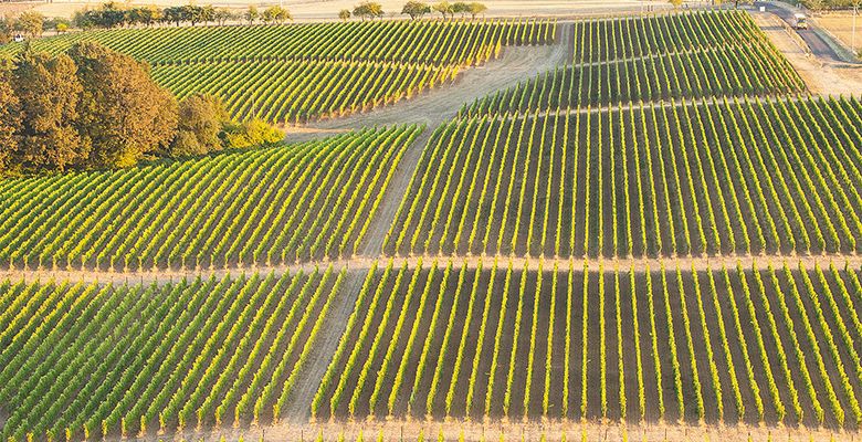 Ridgecrest Vineyards was the first commercial vineyard planted on Ribbon Ridge. ## Photo provided by Ridgecrest