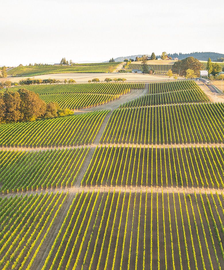 Ridgecrest Vineyards was the first commercial vineyard planted on Ribbon Ridge. ## Photo provided by Ridgecrest