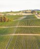 Ridgecrest Vineyards was the first commercial vineyard planted on Ribbon Ridge. ## Photo provided by Ridgecrest