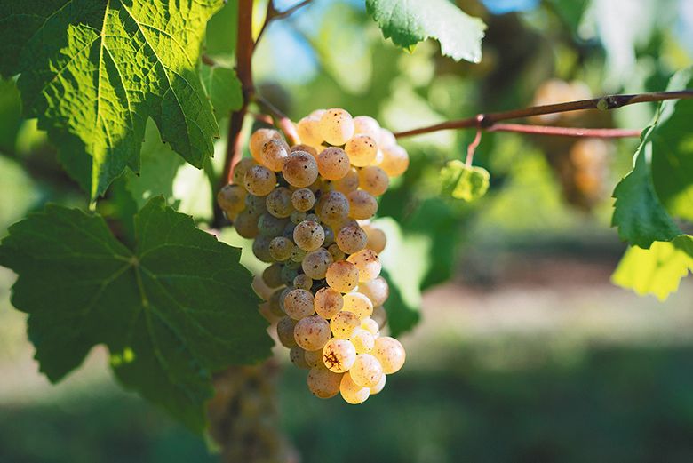 Auxerrois grapes ripening in the Sunnyside Vineyard. ## Photo by Jim Fischer