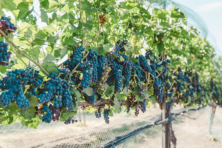 Ripe Mar&eacute;chal Foch grapes at Faith, Hope & Charity Vineyards. ## Photo provided by Faith, Hope & Charity Vineyards