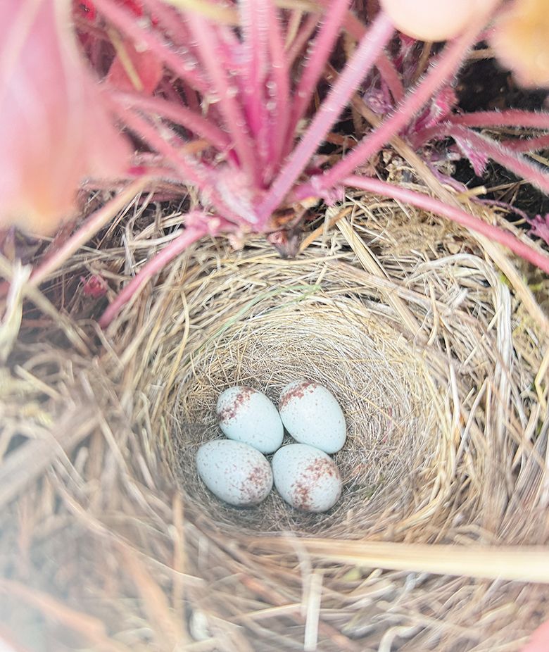A nest of robin eggs discovered in a planter on Elk Cove’s tasting room deck. ## Photo by Luis Romero A nest of robin eggs discovered in a planter on Elk Cove’s tasting room deck. ## Photo by Luis Romero