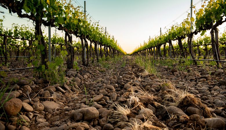 Rocks cover the floor of Lafore Vineyard in The Rocks District of Milton-Freewater. ##Photo by Kathryn Elsesser