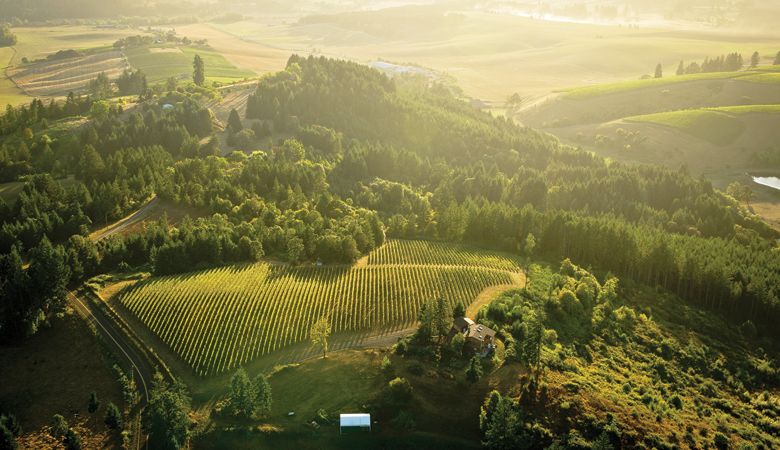 Roots Vineyard, Yamhill-Carlton AVA. ##Photo by Andrea Johnson