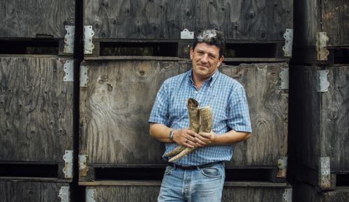 Gilles de Domingo, winemaker at Cooper Mountain Vineyards, holds two cow horns, which are part of an important Biodynamic preparation. ##Photo by Kathryn Elsesser