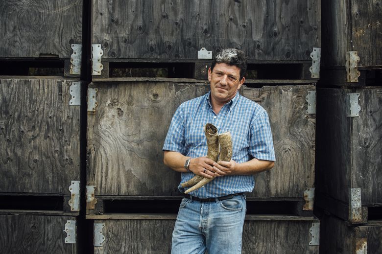 Gilles de Domingo, winemaker at Cooper Mountain Vineyards, holds two cow horns, which are part of an important Biodynamic preparation. ##Photo by Kathryn Elsesser
