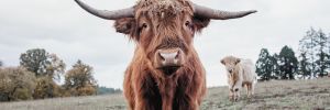 Two of many Scottish Highland cattle roaming Soter’s Mineral Springs Ranch. ##Photo provided by Soter Vineyards