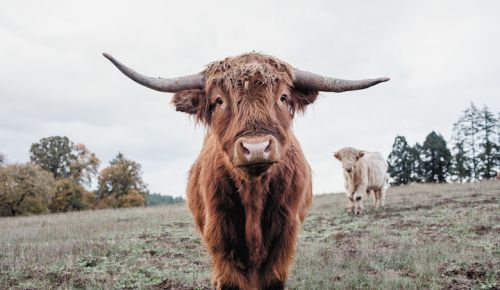 Two of many Scottish Highland cattle roaming Soter’s Mineral Springs Ranch. ##Photo provided by Soter Vineyards