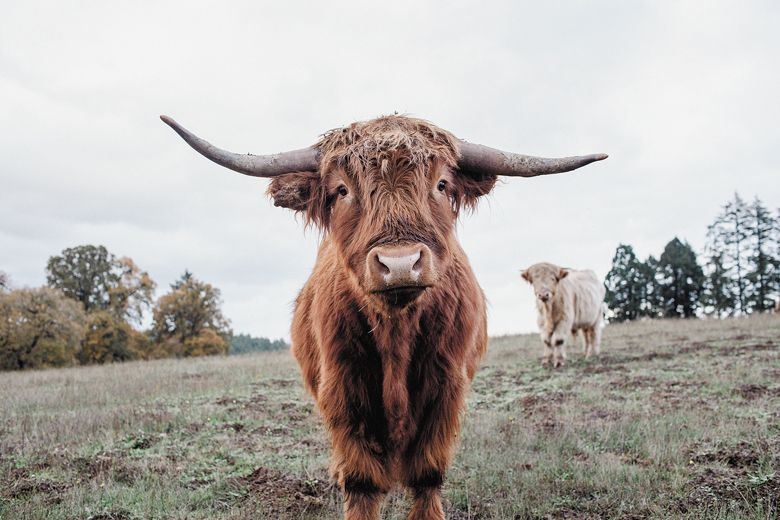 Two of many Scottish Highland cattle roaming Soter’s Mineral Springs Ranch. ##Photo provided by Soter Vineyards