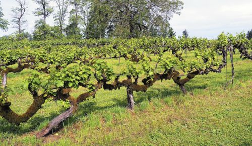 English Estate shows its age with vines planted decades ago. ##Photo provided