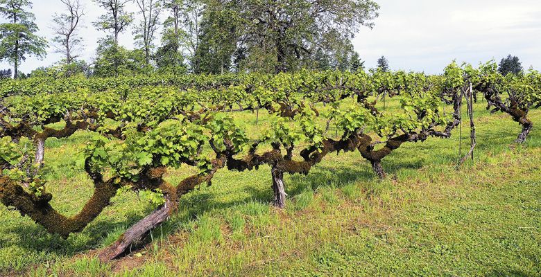 English Estate shows its age with vines planted decades ago. ##Photo provided