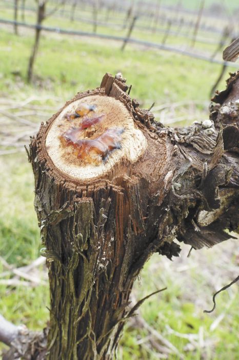 A freshly pruned vine bleeds sap, which is a normal and much-needed process for grapevines.