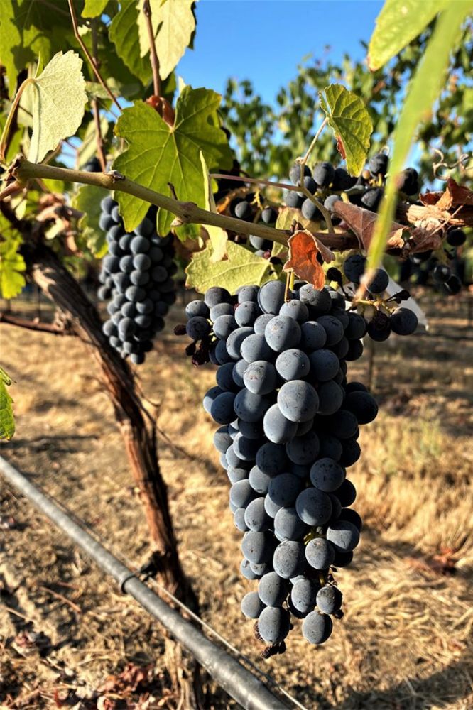 A Touriga Nacional grape cluster growing in the Schmidt Family vineyard. ## Photo by Jordan Brons