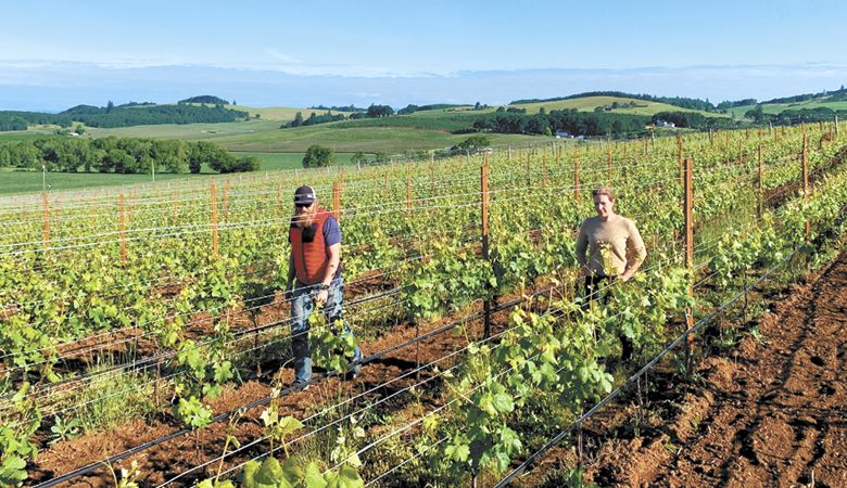 Scott Zapotocky and Megan
Baccitich lead winegrowing and winemaking, respectively, for Geodesy Wines based in Napa Valley; Zapotocky oversees
two Oregon sites: Eola Springs and Chehalem Mountain vineyards. ##Photo provided