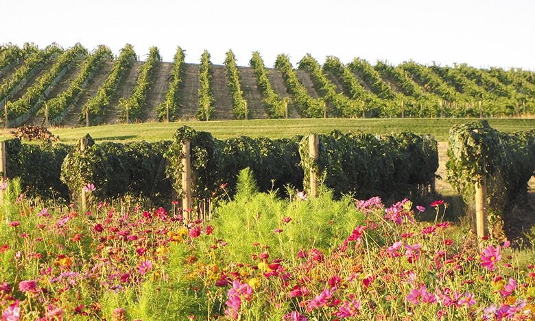 Seven Hills, a 170-acre vineyard, one of several owned by L’Ecole № 41. ## Photo provided by L’Ecole № 41 Seven Hills, a 170-acre vineyard, one of several owned by L’Ecole № 41. ## Photo provided by L’Ecole № 41