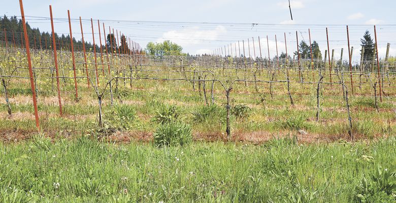 Seyval vines planted at Bells Up. Photo courtesy of Bells Up ##Photo courtesy of Bells Up Winery