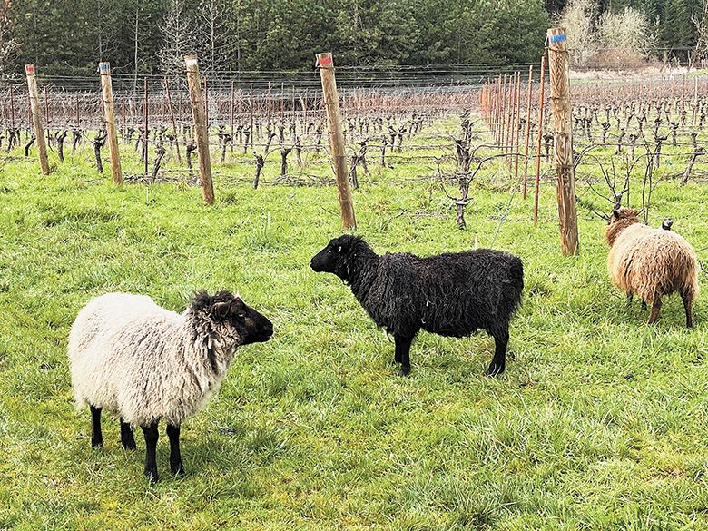 Three sheep taking a grazing break while working at Björnson Vineyard. ##Photo by Gail Oberst