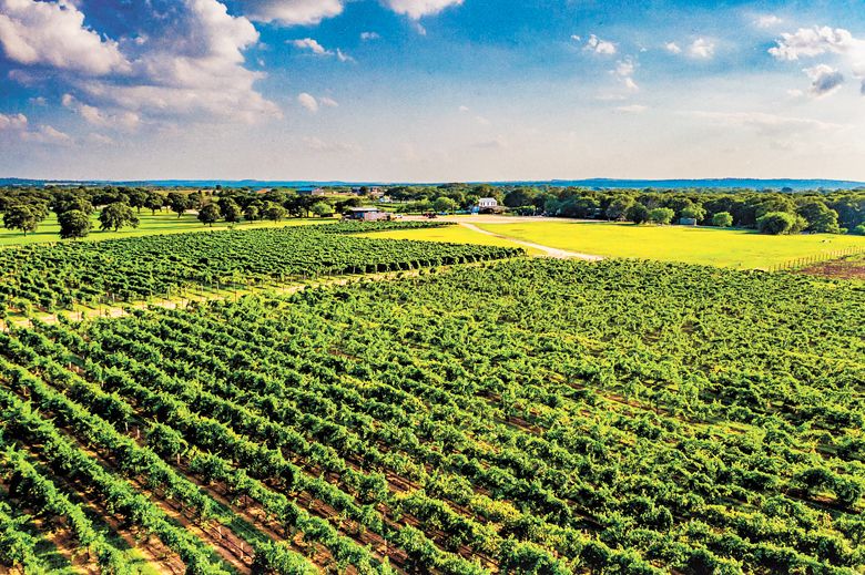 Aerial views of the acres of grapevines planted at Signor Vineyards.##Photo by Moviesauce