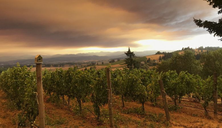 Smoke hangs over Roots Vineyard the day after Labor Day, 2020. ##Photo by Hilary Berg