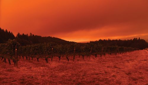 Wildfire smoke from the 2020 Labor Day fires turned the skies red and impacted grapes in vineyards across the state.  ## Photo by Rusty Rae