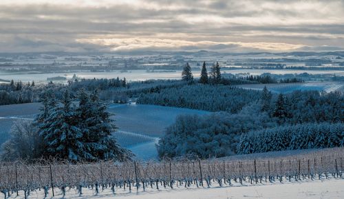 Snowy McMinnville vineyards in winter. ##Photo by Jennifer Morrow