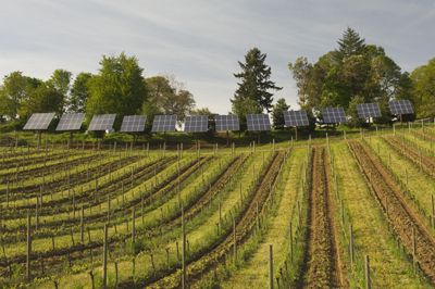 Sokol Blosser, an industry leader in sustainability, has a 24-kWh array that generates 20 percent of their overall energy needs. Photo by Andrea Johnson