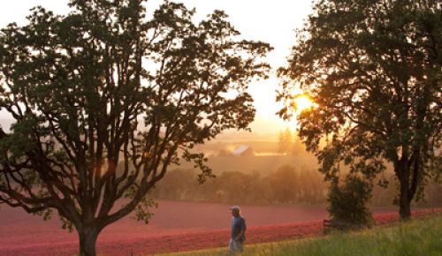 Tony Soter surveys his Mineral Spring Ranch perched serenely on Savannah Ridge. Photo by Andrea Johnson.