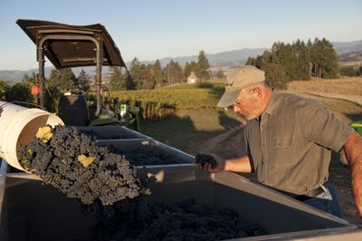 Soter checks the condition of just-picked Pinot Noir grapes during harvest. Photo by Andrea Johnson. Soter checks the condition of just-picked Pinot Noir grapes during harvest. Photo by Andrea Johnson.