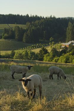 A flock of sheep call Mineral Spring Ranch home. Photo by Andrea Johnson. A flock of sheep call Mineral Spring Ranch home. Photo by Andrea Johnson.