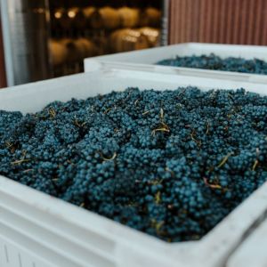 Harvested grapes ready to be processed in the winery.##Photo BY danielle-comer ON UNSPLASH